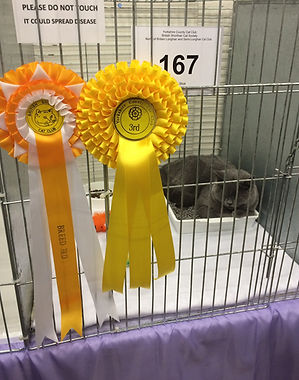 British Shorthair Cat Club