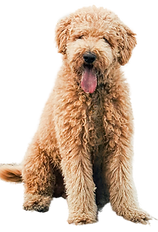 Goldendoodle sitting on beach in Corolla NC with tongue out