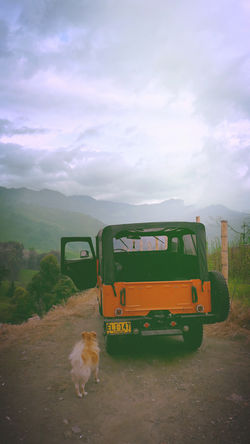 jeep dog