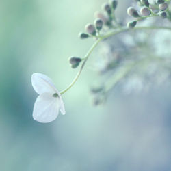 Blue Serenity