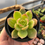 Miniature : Succulente