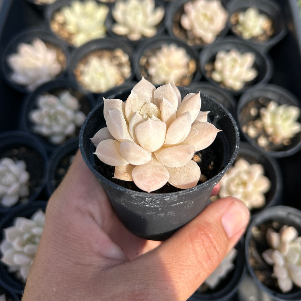 Miniature : B-26 Echeveria