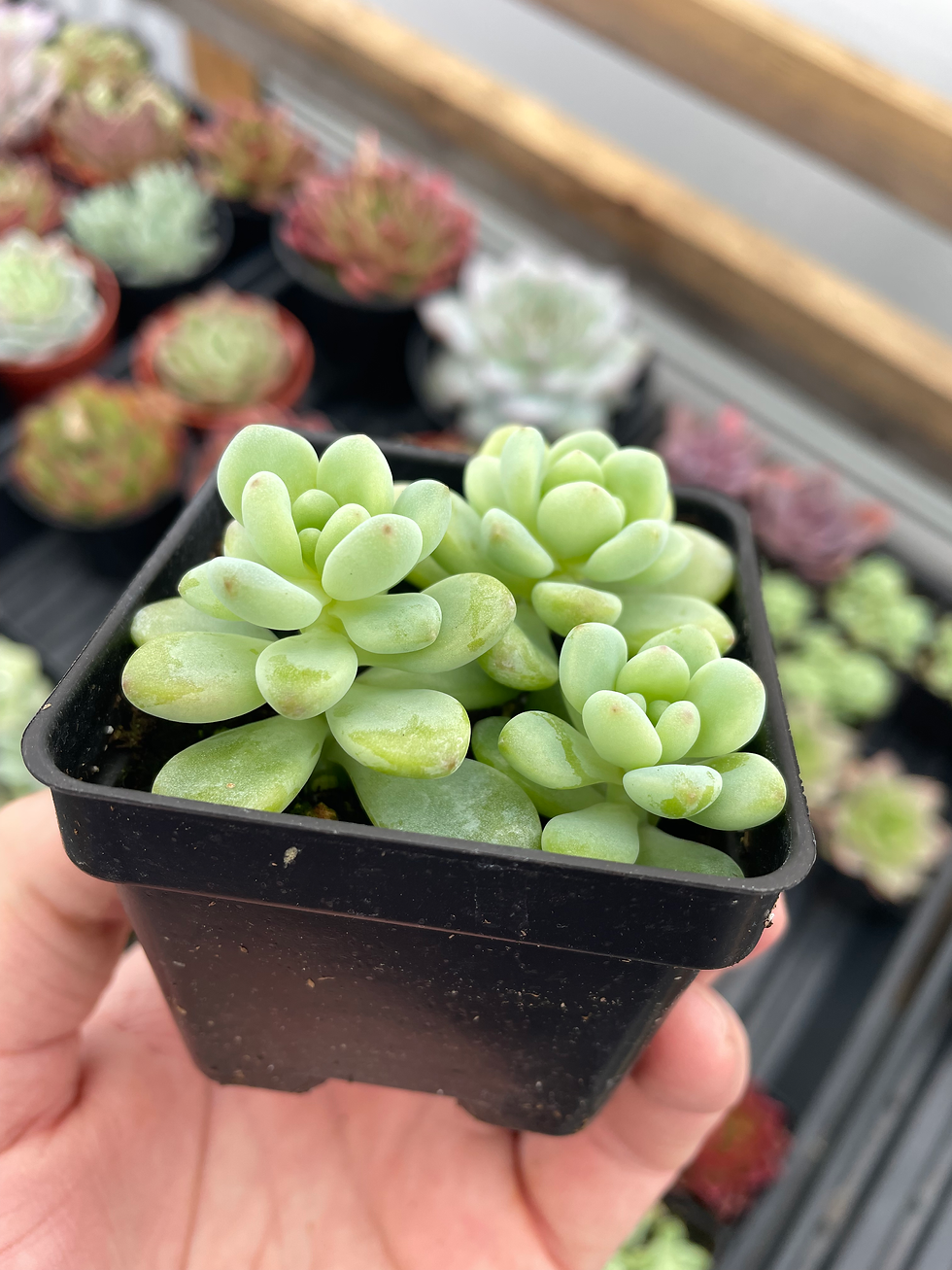 Miniature : Sedum Clavatum