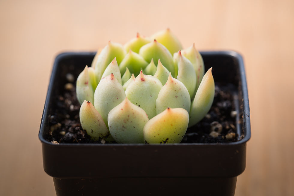 B-11 ECHEVERIA