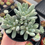 Miniature : Succulente