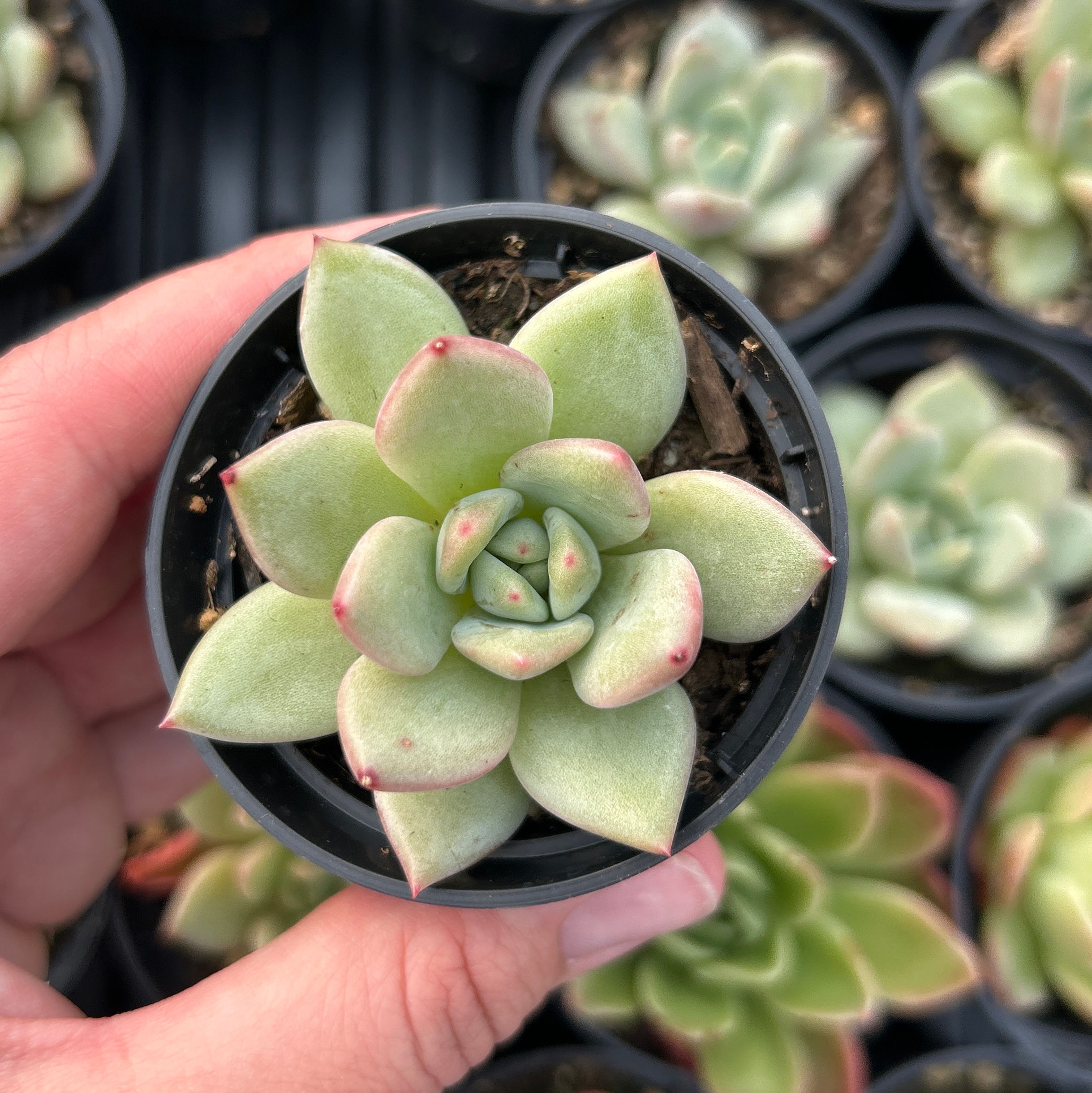A-80 ECHEVERIA "CHAMPAGNE"