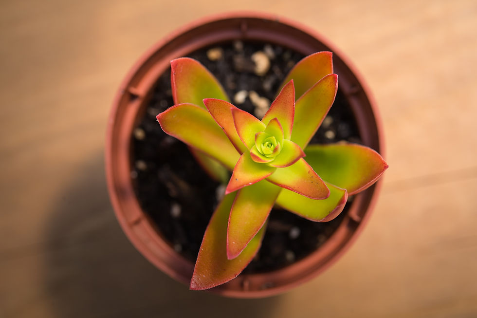 Miniature : B-56 CRASSULA AMERICANA CV FLAME