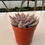 Miniature : B-40 Echeveria