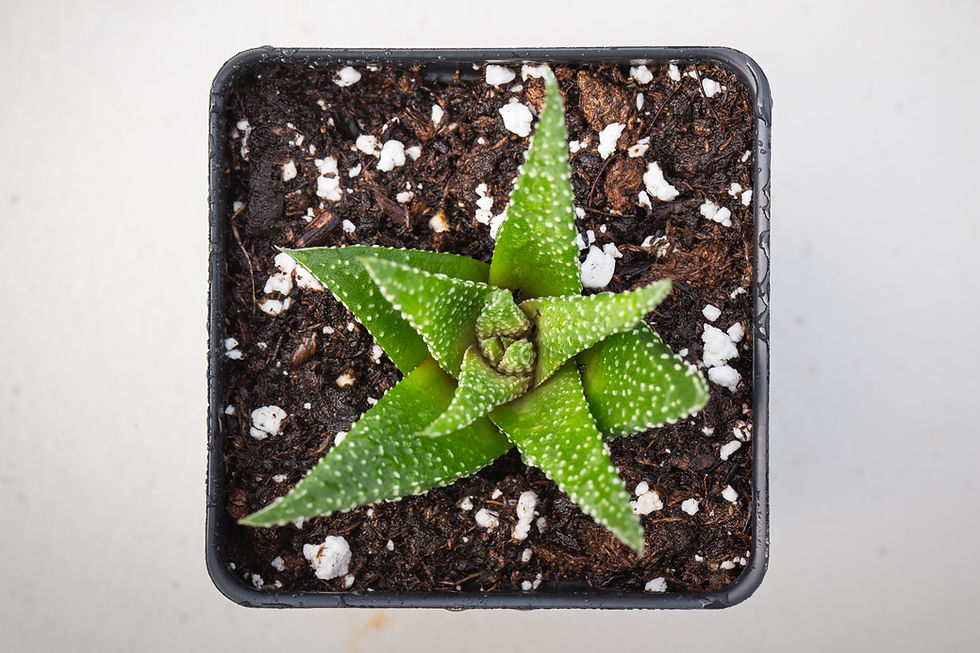 Miniature : Haworthia Zebra