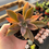 Miniature : Succulente