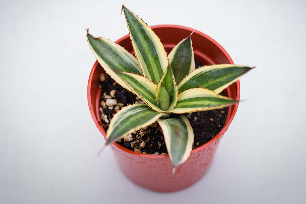 Miniature : Agave Iophanta 'Quadricolor'