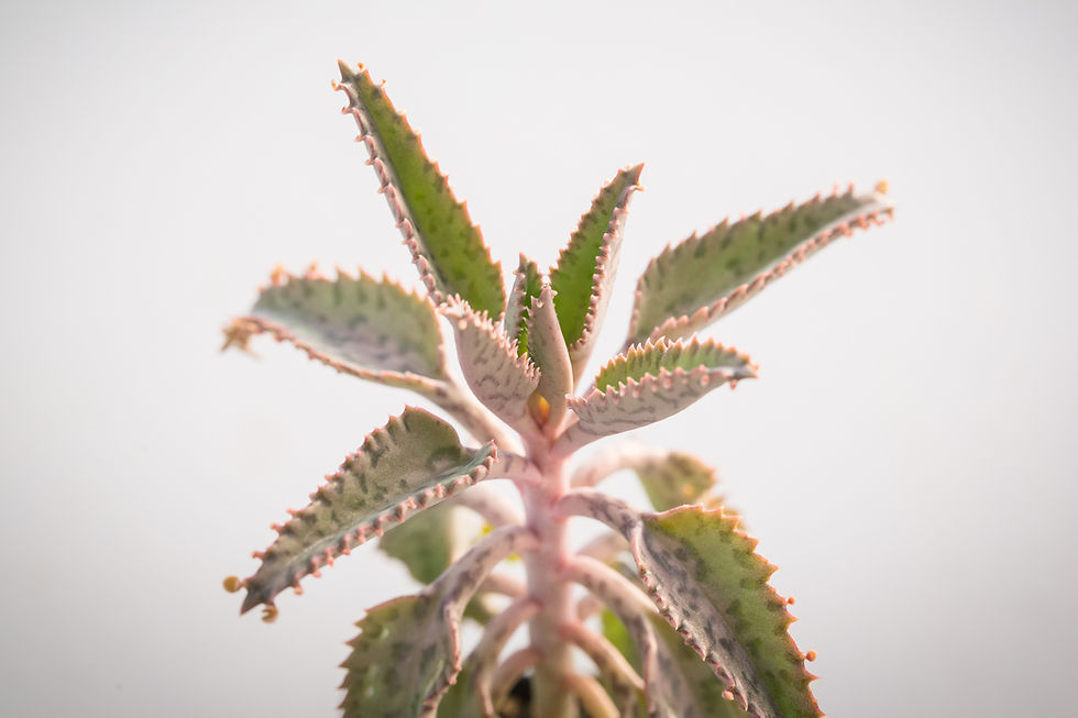 Miniature : C-19 Kalanchoe 'Mother of Million'