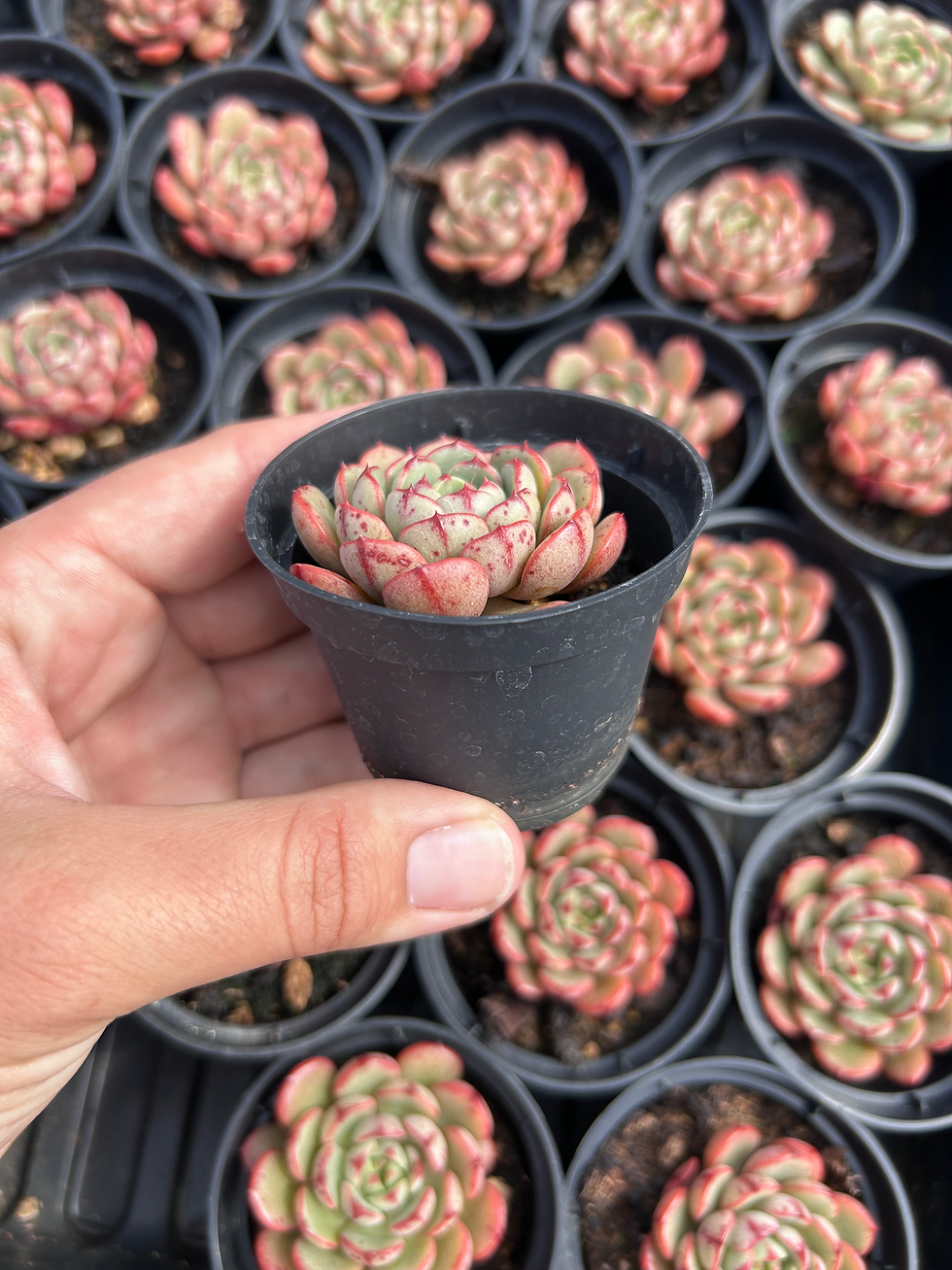 Miniature : B-33 Succulente