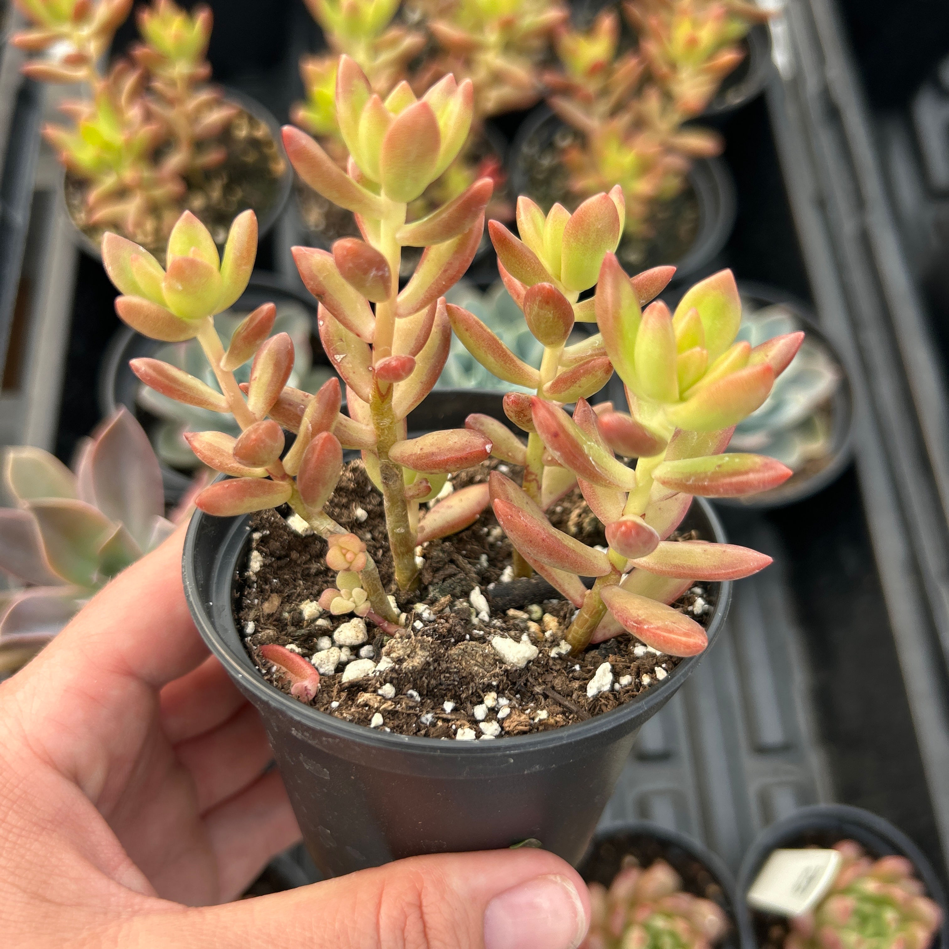 A-62 Sedum 'Firestorm'
