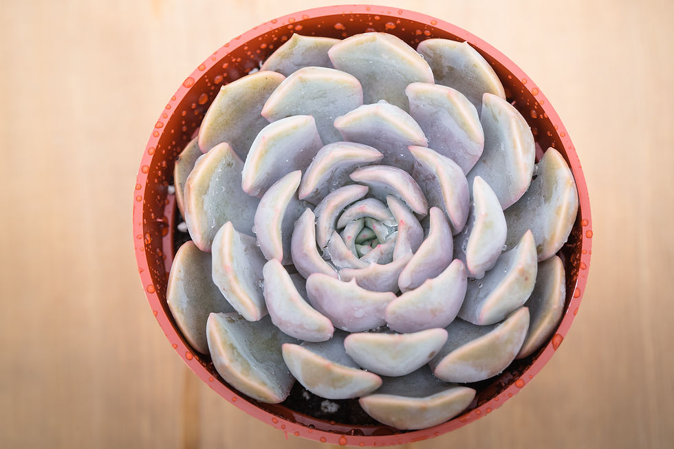 Miniature : A-11 ECHEVERIA 'ORION'