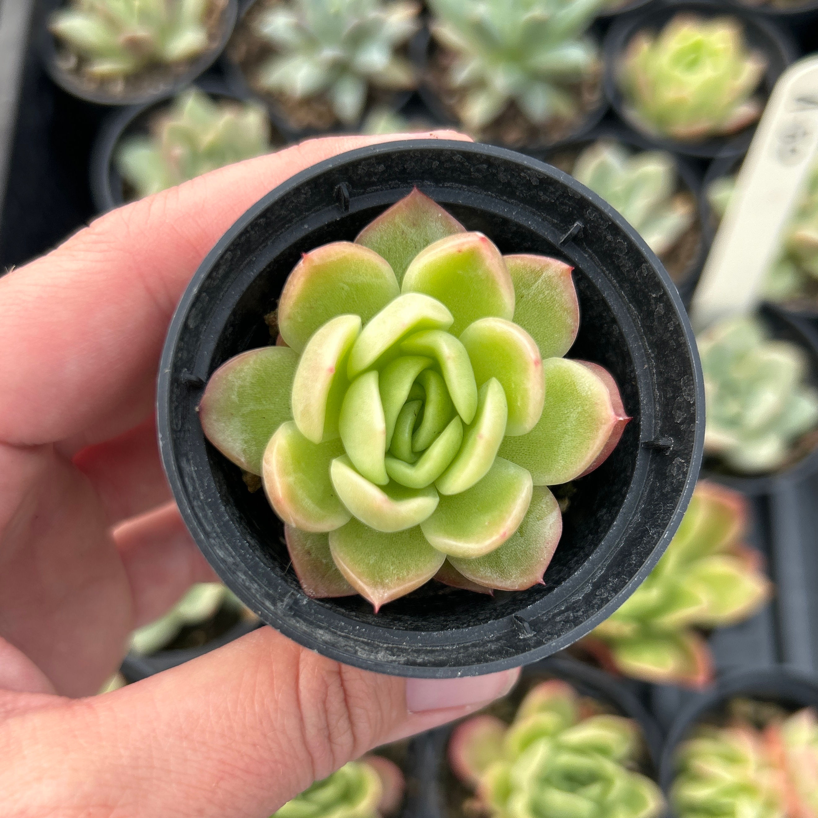 A-79 Echeveria “Gilva”