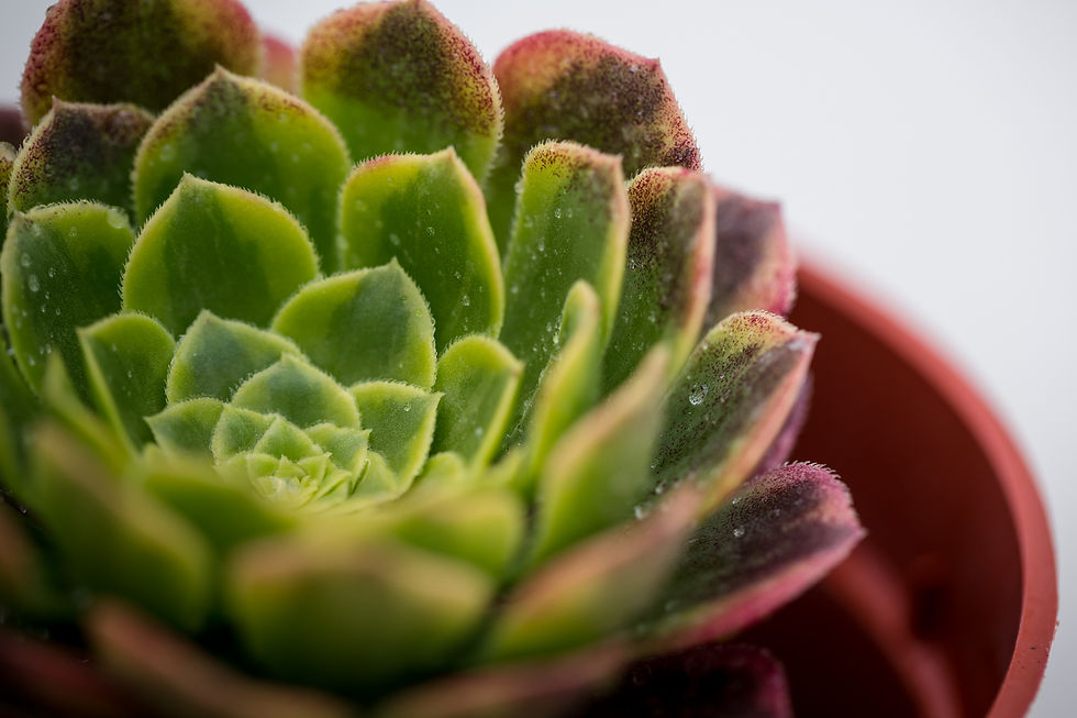 Miniature : C-09 Aeonium 'Fiesta'
