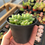 Miniature : Succulente