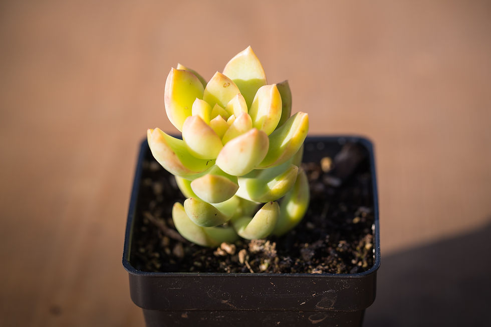 Miniature : A-58 SEDUM (GOLDEN GLOW) STONECROP HYBRID
