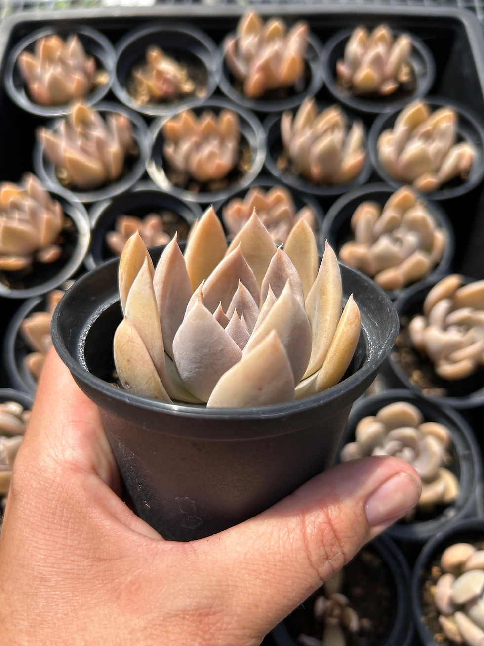 Miniature : B-40 Echeveria 'Silver Shine'