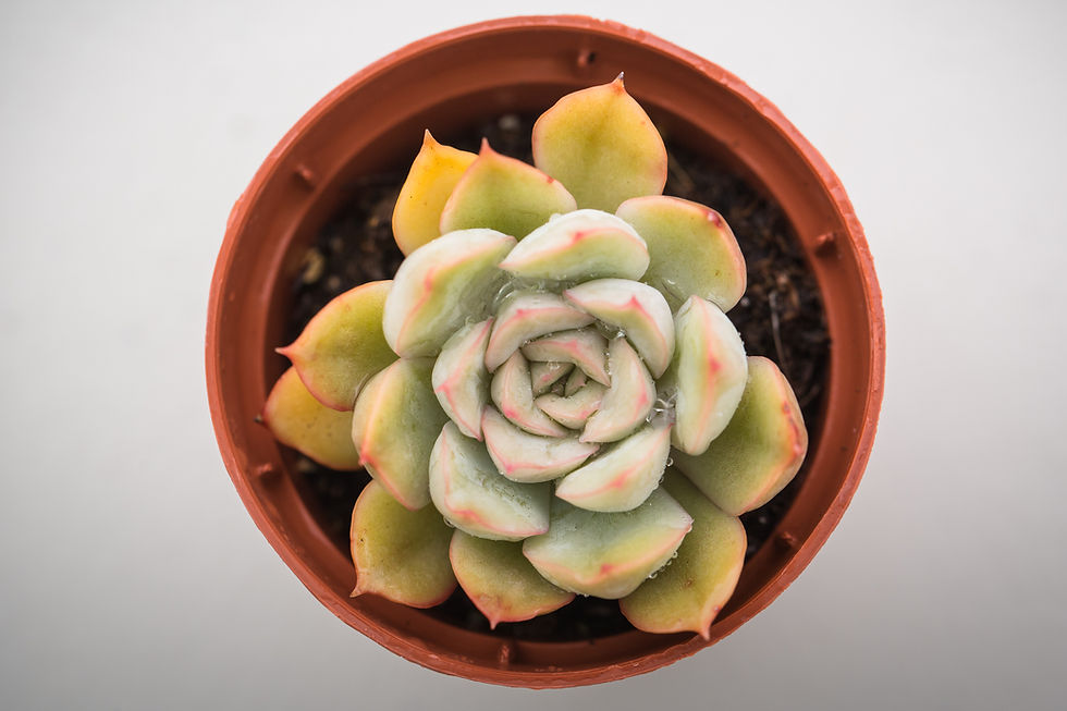 Miniature : A-53 Echeveria Hercule