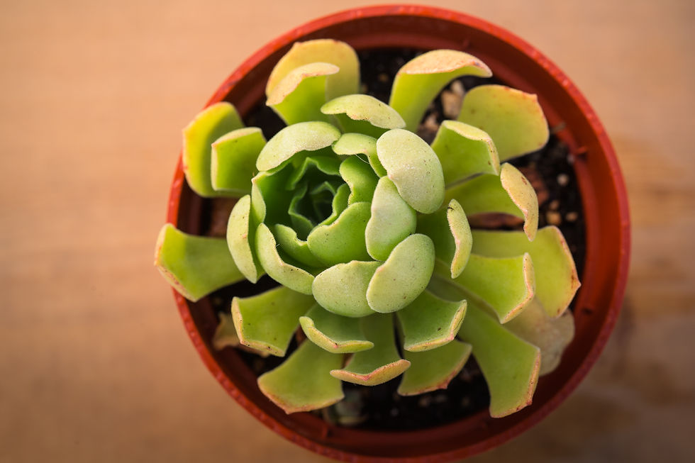 Miniature : AEONIUM