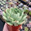 Miniature : B-14 Echeveria