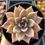 Miniature : B-40 Echeveria 'Silver Shine'