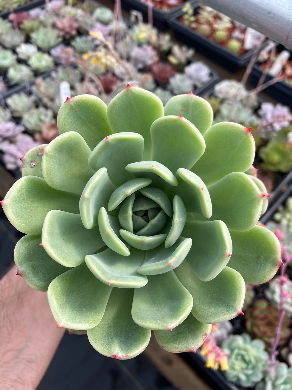 Miniature : B-14 Echeveria