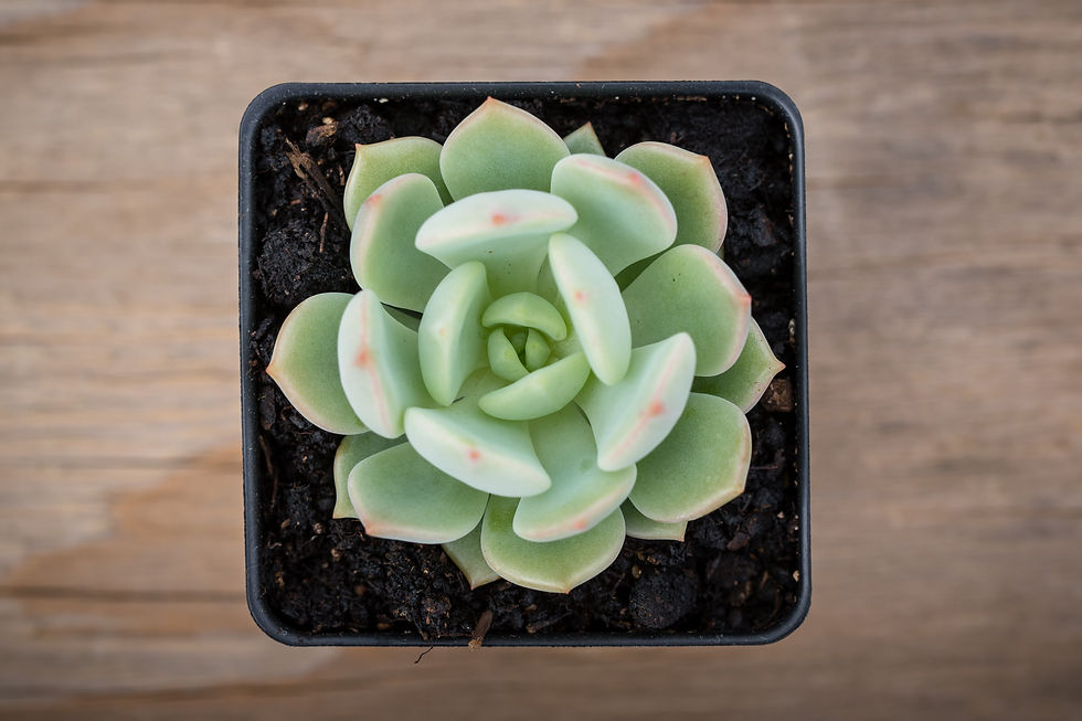 Miniature : A-30 GRAPTOVERIA 'MOONGLOW'