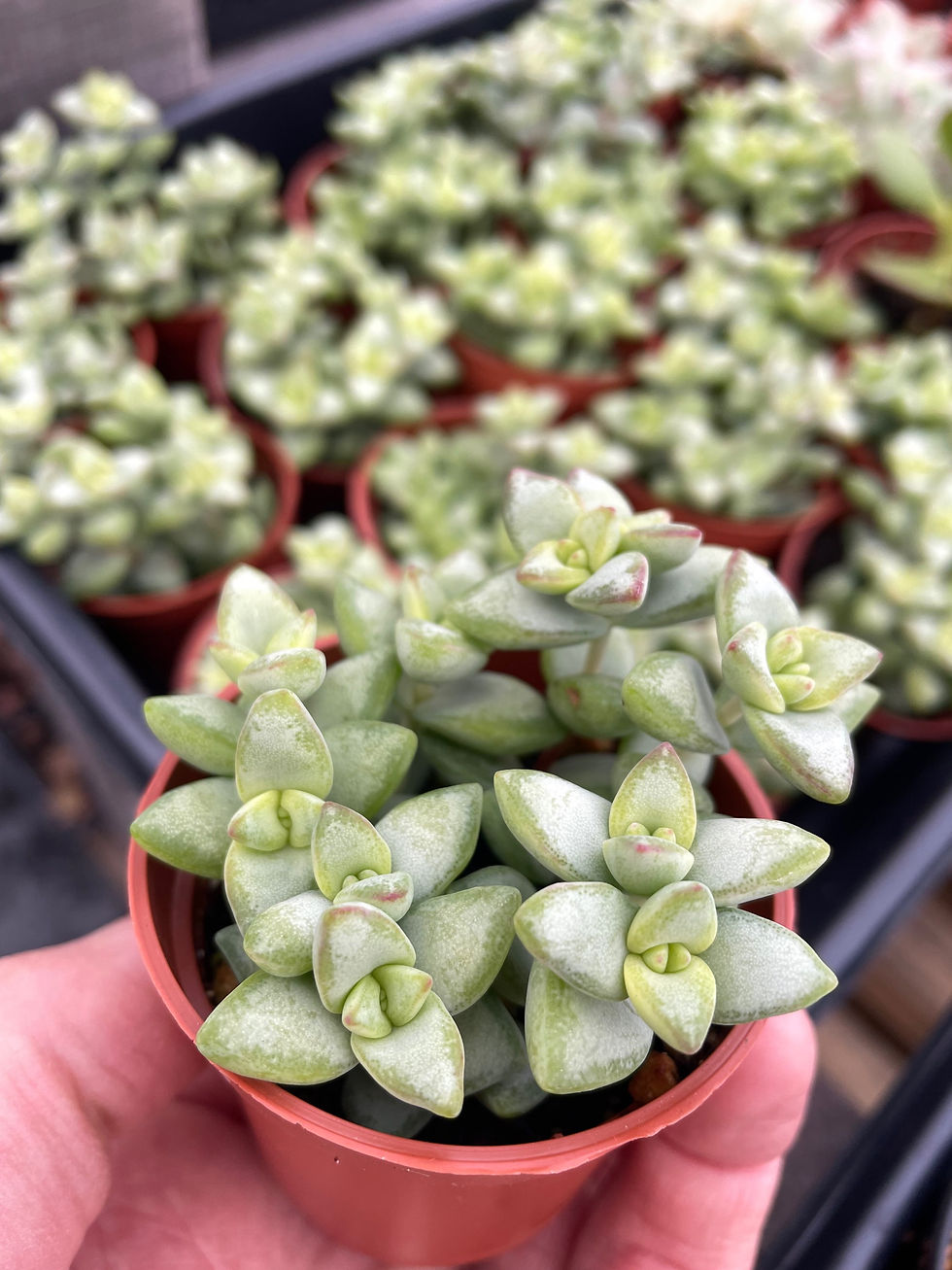 Miniature : Crassula Rupestris