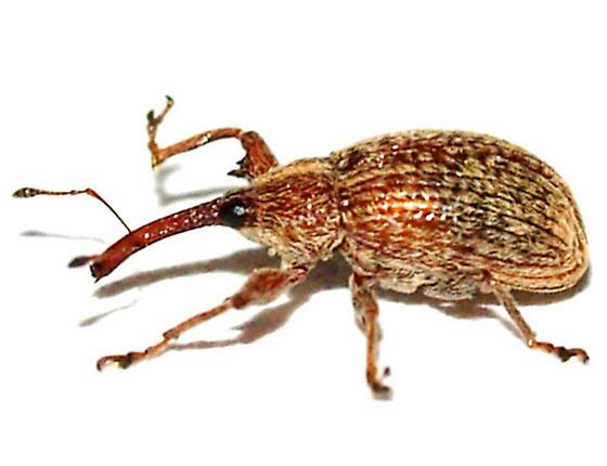 Bicudo do algodoeiro