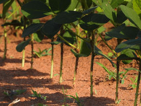 Redução do espaçamento entre linhas na cultura da soja