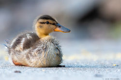 AHappyDuckling_edited