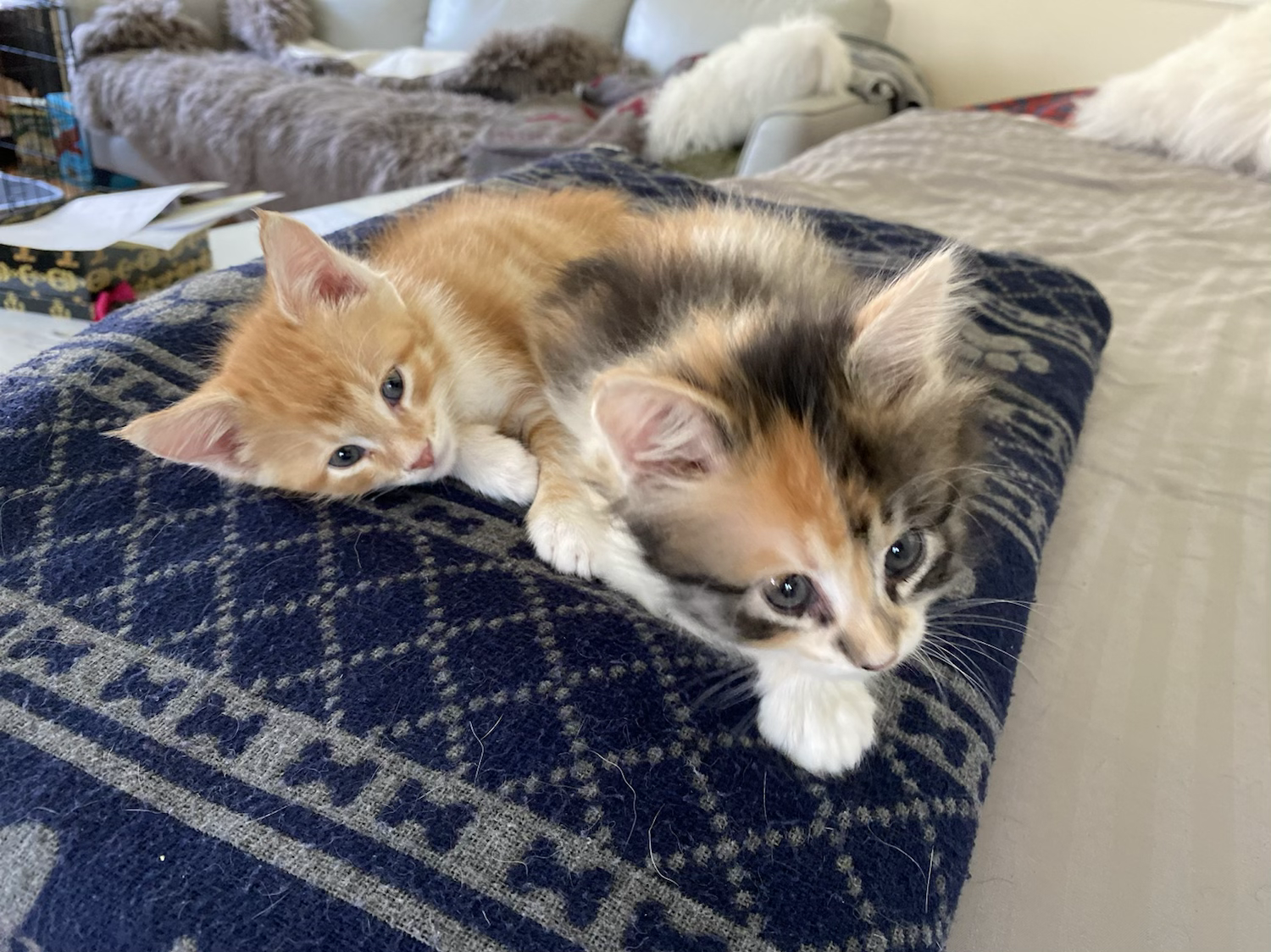 Writer: TheSweetLifeAnimalRescue