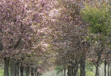 三階滝の百本桜