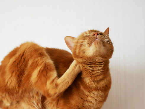 かゆい猫