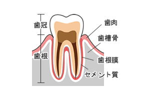 歯周組織