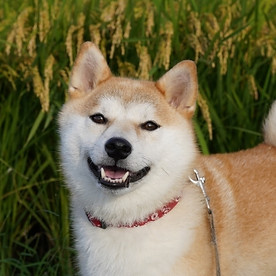 犬