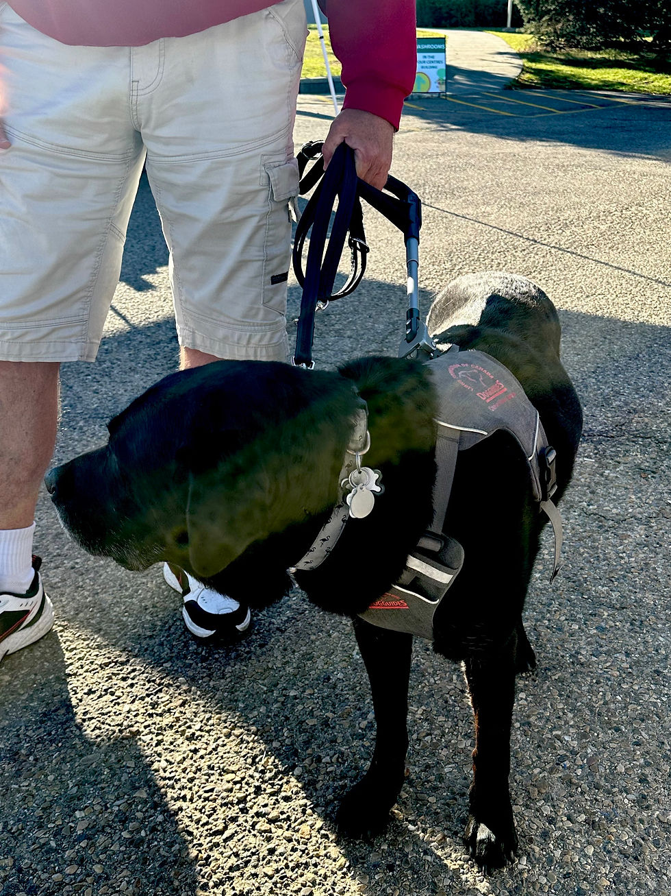 Thumbnail: A black guide dog using a handmade black leather multi-length dog lead, with silver snaps and rings, with his visually impaired handler.