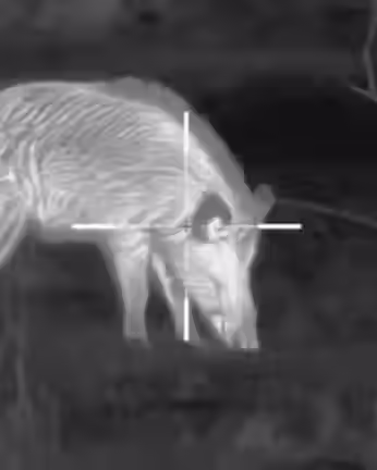 04_Targeted_wild_boar_foraging_for_food_480x480.avif