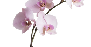 wixagency_orchide_on_a_light_grey_backro