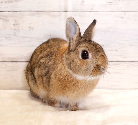 ネザーランドドワーフ(M158) | うさぎカフェミニヨン