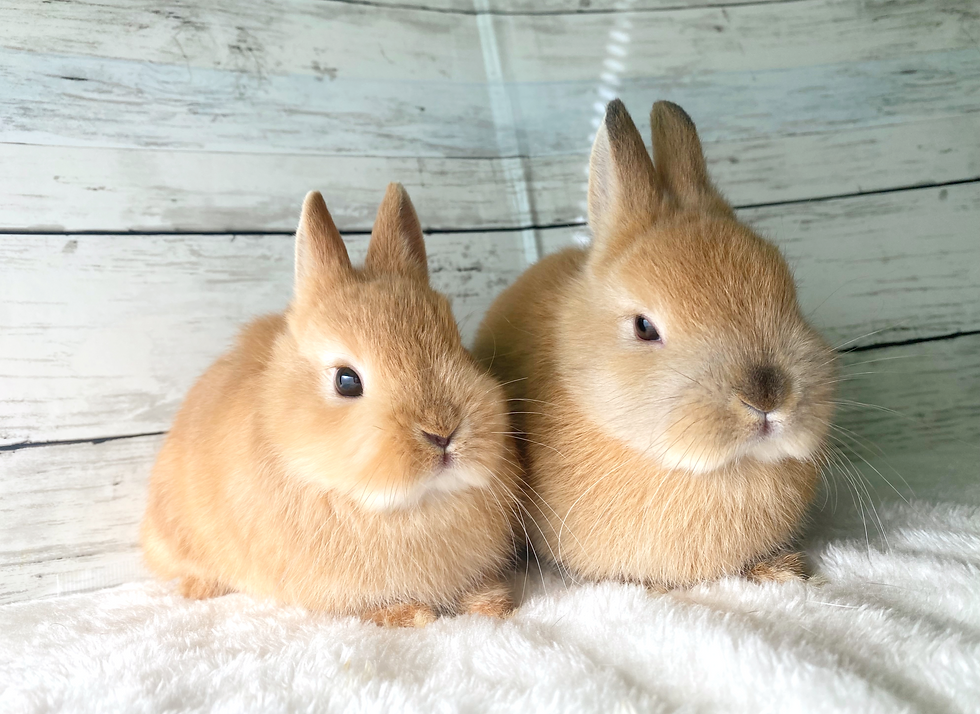 サムネイル： ネザーランドドワーフ(M226)