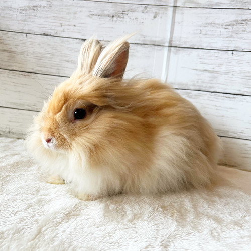 リサ・ラーソン 海のうさぎ（白）| うま うさぎ 学長ライオン | 鳥取 | サステナブル | 牡蠣の貝殻 ぬいぐるみ