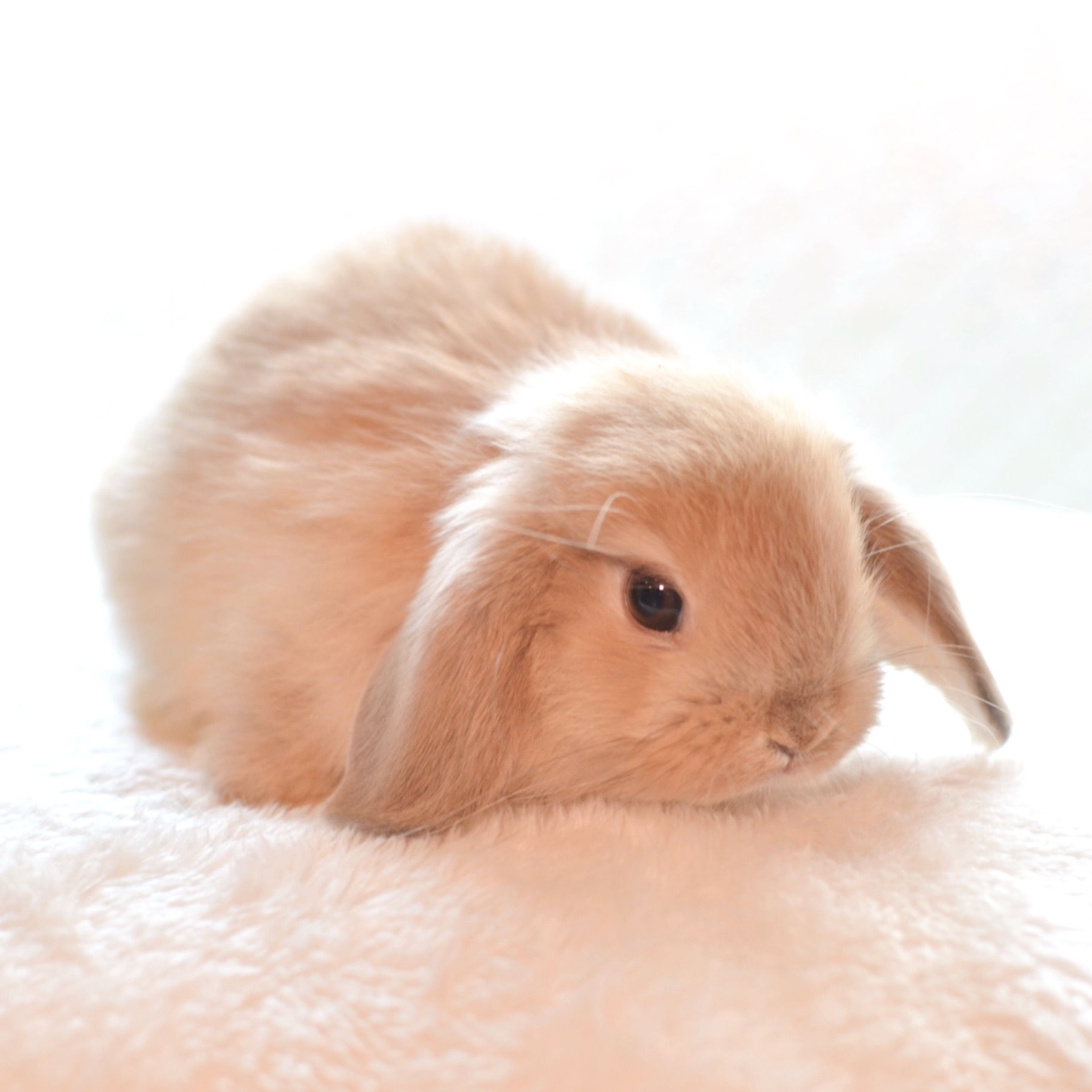 ホーランドロップ(M195)