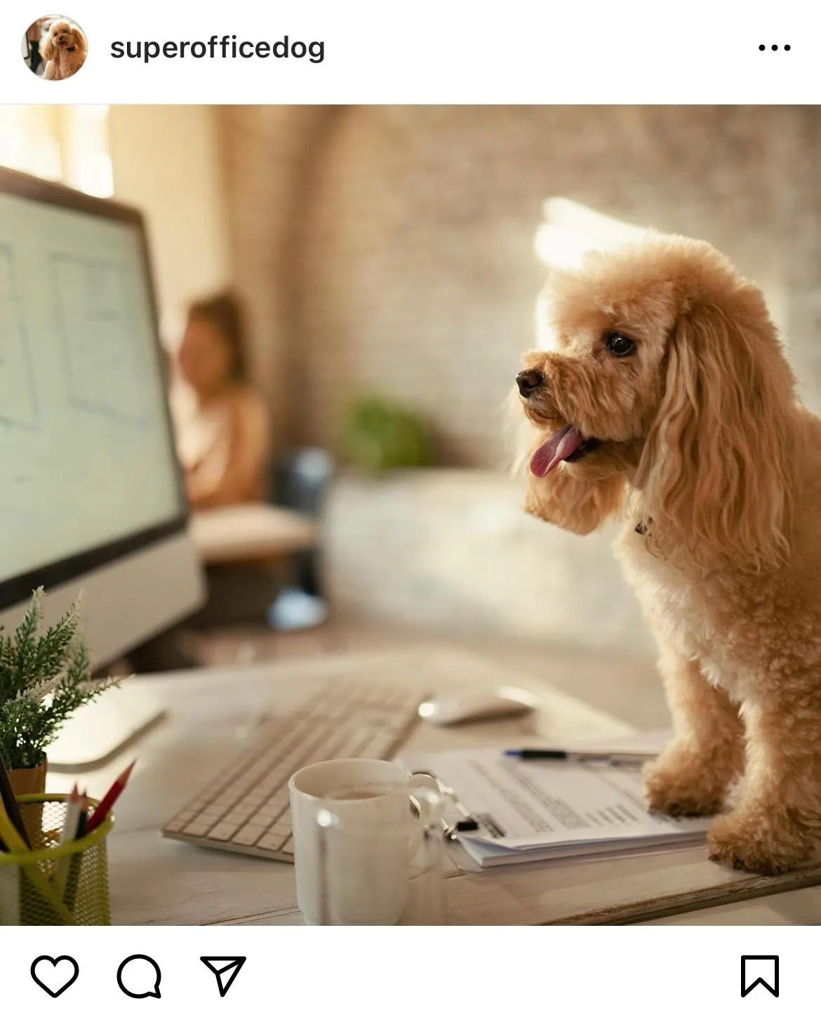 A cute dog looks at a computer screen in an office
