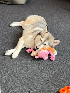 Pomsky dog with head resting on soft toy