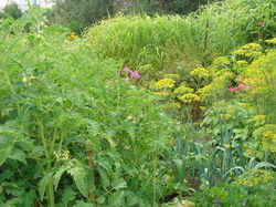 12188509_10205340357850961_2136377588_n