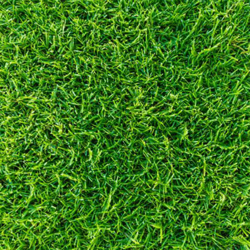 tif-tuf-bermuda-grass-pallet-400sqft-10-wooden-pallet-alfa-sod